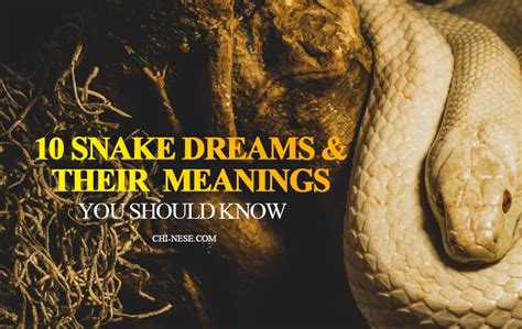 snake dream number|Snake Dream Meaning .
